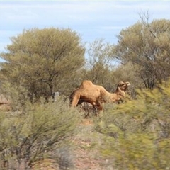 Camelus dromedarius at Petermann, NT - 6 Sep 2022 by bereccad