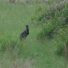 Wallabia bicolor (Swamp Wallaby) at East Kangaloon, NSW - 3 Nov 2021 by bereccad