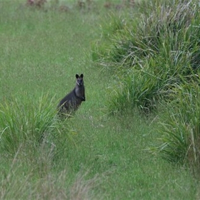 Wallabia bicolor (Swamp Wallaby) at East Kangaloon, NSW - 3 Nov 2021 by bereccad