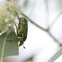 Eupoecila australasiae (Fiddler Beetle) at Kanahooka, NSW - 6 Feb 2021 by bereccad