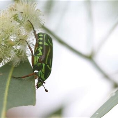 Eupoecila australasiae (Fiddler Beetle) at Kanahooka, NSW - 6 Feb 2021 by bereccad