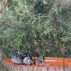 Phylidonyris novaehollandiae (New Holland Honeyeater) at Kanahooka, NSW - 17 Jan 2021 by bereccad