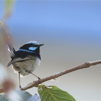 Malurus cyaneus (Superb Fairywren) at Kanahooka, NSW - 11 Oct 2020 by bereccad