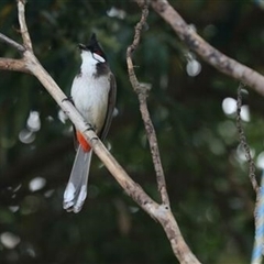 Pycnonotus jocosus (Red-whiskered Bulbul) at Kanahooka, NSW - 11 Oct 2020 by bereccad