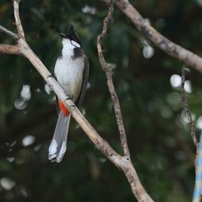 Pycnonotus jocosus (Red-whiskered Bulbul) at Kanahooka, NSW - 11 Oct 2020 by bereccad