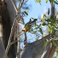 Platycercus eximius (Eastern Rosella) at Kanahooka, NSW - 25 Sep 2020 by bereccad