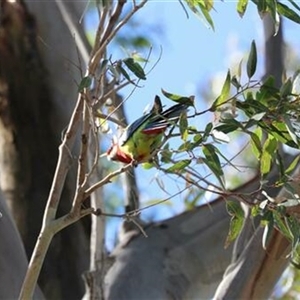 Platycercus eximius (Eastern Rosella) at Kanahooka, NSW - 25 Sep 2020 by bereccad