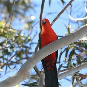 Alisterus scapularis at Kanahooka, NSW - 30 Aug 2020 by bereccad