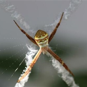 Argiope keyserlingi at Kanahooka, NSW - 23 Sep 2020 by bereccad