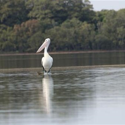 Pelecanus conspicillatus (Australian Pelican) at Berkeley, NSW - 4 Sep 2020 by bereccad