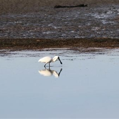 Platalea regia (Royal Spoonbill) at Kanahooka, NSW - 8 Sep 2020 by bereccad