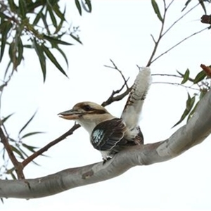 Dacelo novaeguineae at Kanahooka, NSW - 9 Aug 2020 by bereccad