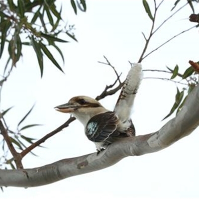 Dacelo novaeguineae (Laughing Kookaburra) at Kanahooka, NSW - 9 Aug 2020 by bereccad