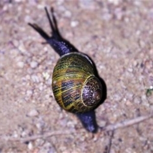 Cornu aspersum at Kanahooka, NSW - 13 Sep 2020 by bereccad