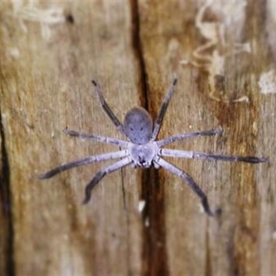 Isopeda villosa (Brown Huntsman Spider) at Kanahooka, NSW - 13 Sep 2020 by bereccad