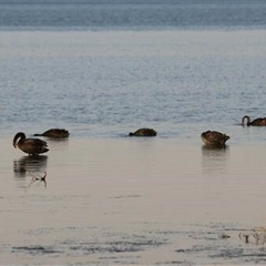 Cygnus atratus (Black Swan) at Kanahooka, NSW - 8 May 2020 by bereccad