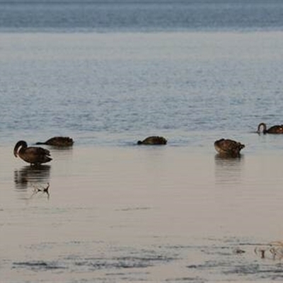 Cygnus atratus (Black Swan) at Kanahooka, NSW - 8 May 2020 by bereccad