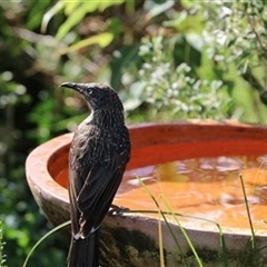 Anthochaera chrysoptera (Little Wattlebird) at Kanahooka, NSW - 23 Apr 2020 by bereccad