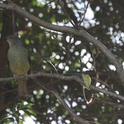 Ptilonorhynchus violaceus (Satin Bowerbird) at Kanahooka, NSW - 1 Aug 2020 by bereccad
