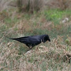 Corvus coronoides (Australian Raven) at Kanahooka, NSW - 4 Sep 2020 by bereccad