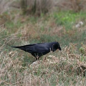 Corvus coronoides (Australian Raven) at Kanahooka, NSW - 4 Sep 2020 by bereccad