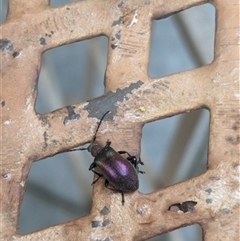 Ecnolagria tomentosa (Darkling beetle) at Kanahooka, NSW - 29 Dec 2023 by bereccad
