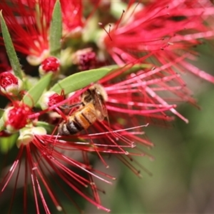 Apis mellifera at Kanahooka, NSW - 30 Dec 2023 by bereccad