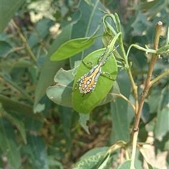 Amorbus (genus) (Eucalyptus Tip bug) at Kanahooka, NSW - 11 Mar 2019 by bereccad
