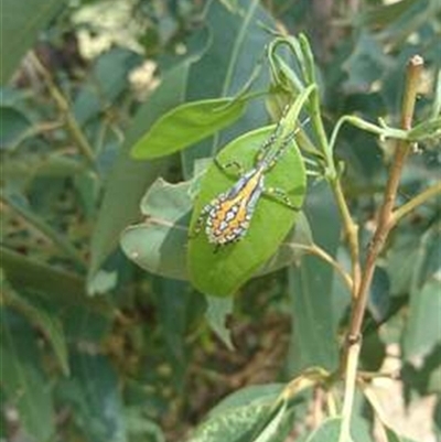 Amorbus (genus) (Eucalyptus Tip bug) at Kanahooka, NSW - 11 Mar 2019 by bereccad