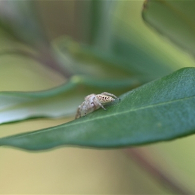Opisthoncus sp. (genus) (Opisthoncus jumping spider) at Kanahooka, NSW - 26 Dec 2023 by bereccad