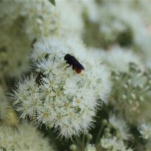 Megachile ustulata at Kanahooka, NSW - 22 Jan 2022 by bereccad