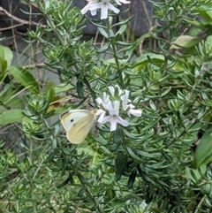 Pieris rapae (Cabbage White) at Kanahooka, NSW - 2 Jan 2024 by bereccad