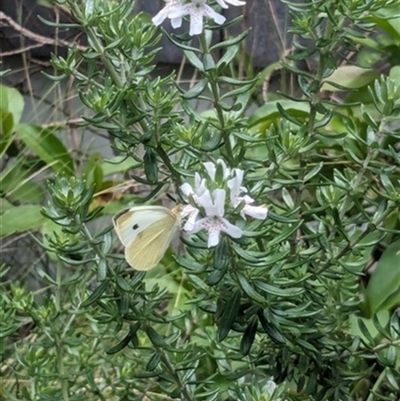 Pieris rapae (Cabbage White) at Kanahooka, NSW - 2 Jan 2024 by bereccad