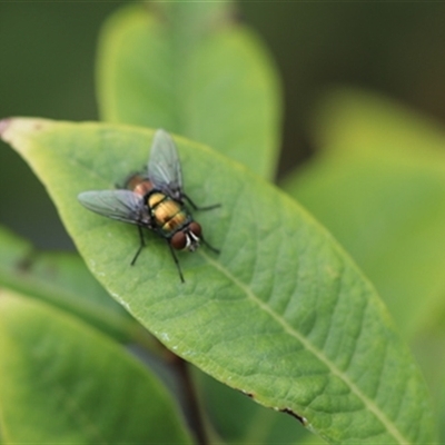 Lucilia sp. (genus) at Kanahooka, NSW - 2 Jan 2024 by bereccad