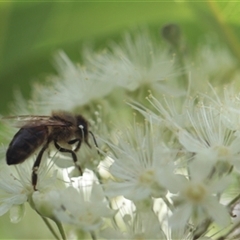 Apis mellifera (European honey bee) at Kanahooka, NSW - 2 Jan 2024 by bereccad