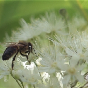 Apis mellifera at Kanahooka, NSW - 2 Jan 2024 by bereccad
