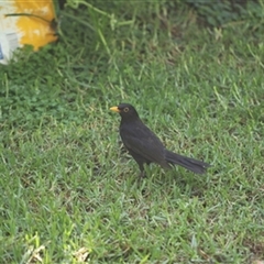 Turdus merula (Eurasian Blackbird) at Kanahooka, NSW - 3 Jan 2024 by bereccad