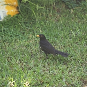 Turdus merula at Kanahooka, NSW - 3 Jan 2024 by bereccad