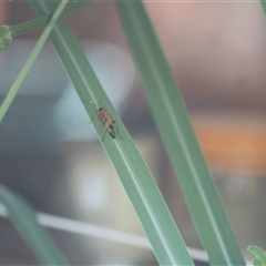 Ctenochares bicolorus (Black-tipped orange ichneumon) at Kanahooka, NSW - 3 Jan 2024 by bereccad