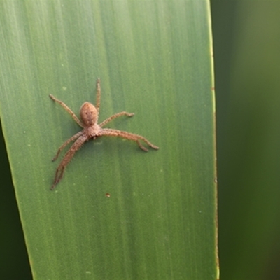 Isopeda villosa (Brown Huntsman Spider) at Kanahooka, NSW - 3 Jan 2024 by bereccad