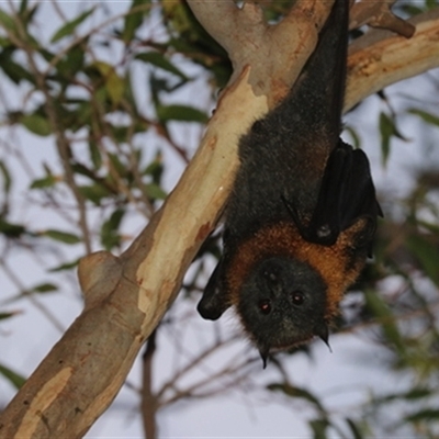Pteropus poliocephalus (Grey-headed Flying-fox) at Kanahooka, NSW - 3 Jan 2024 by bereccad
