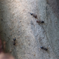 Crematogaster sp. (genus) at Kanahooka, NSW - 5 Jan 2024 by bereccad