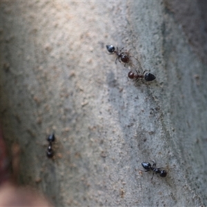 Crematogaster sp. (genus) at Kanahooka, NSW - 5 Jan 2024 by bereccad