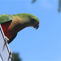 Alisterus scapularis (Australian King-Parrot) at Kanahooka, NSW - 6 Jan 2024 by bereccad