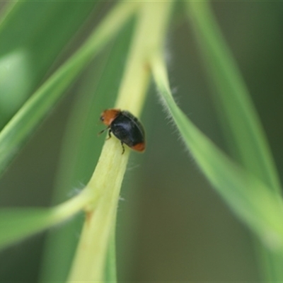 Cryptolaemus montrouzieri (Mealybug ladybird) at Kanahooka, NSW - 7 Jan 2024 by bereccad