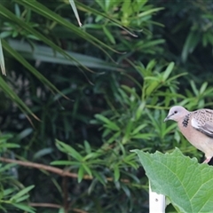 Spilopelia chinensis (Spotted Dove) at Kanahooka, NSW - 6 Jan 2024 by bereccad