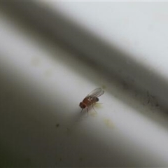 Drosophila sp. (genus) at Kanahooka, NSW - 6 Jan 2024 by bereccad