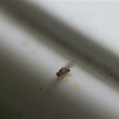 Drosophila sp. (genus) at Kanahooka, NSW - 6 Jan 2024 by bereccad