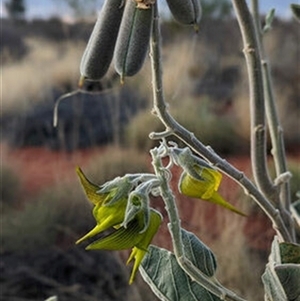 Crotalaria cunninghamii at Yulara, NT - 7 Sep 2022 by bereccad