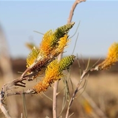 Grevillea eriostachya at Yulara, NT - 5 Sep 2022 by bereccad